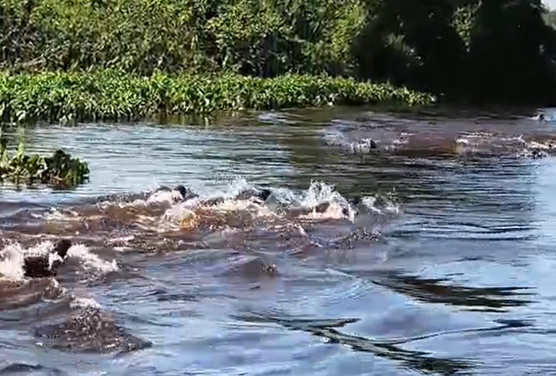 'Parece gangue': vídeo flagra confronto impressionante entre ariranhas no Pantanal