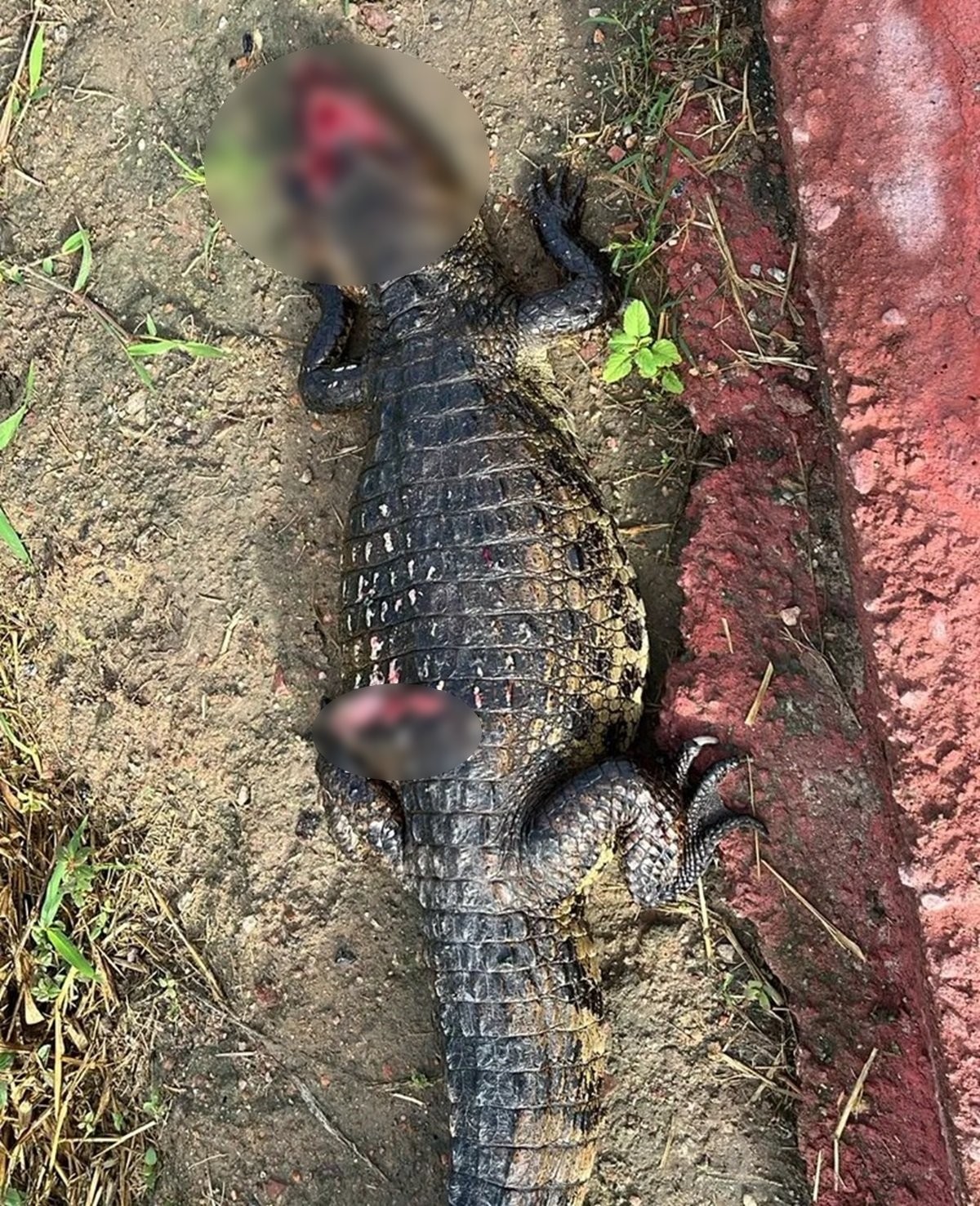 Jacaré em risco de extinção é encontrado morto com focinho cortado em Arapiraca; suspeita é de agressão 