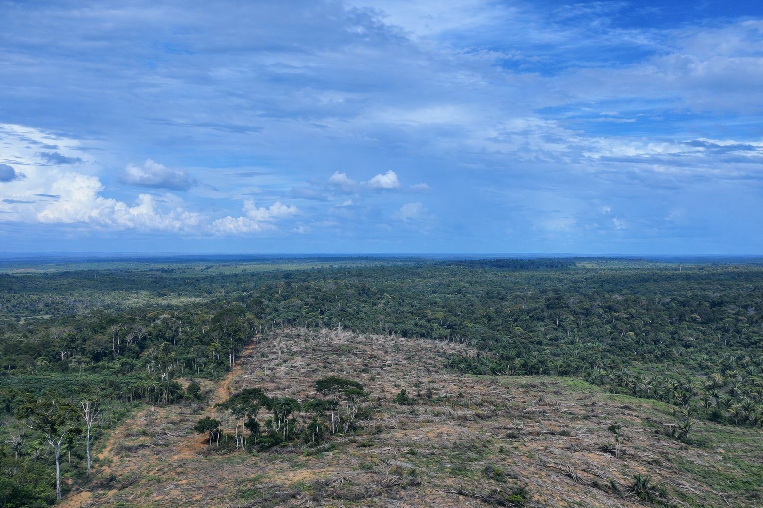 Área de floresta desmatada equivalente a 49 campos de futebol é embargada no interior do Amazonas