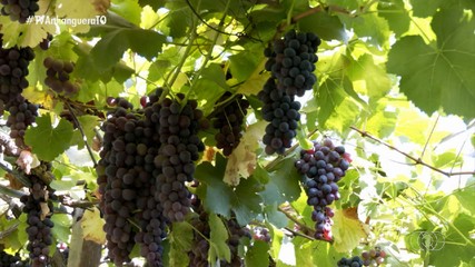 Produtores apostam na produção de uva de mesa para complementar a renda