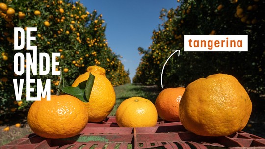 Mexerica, ponkan e murcote: nem todas podem ser chamadas de tangerina; aprenda a diferença entre elas  - Programa: Agro - De Gente pra Gente 