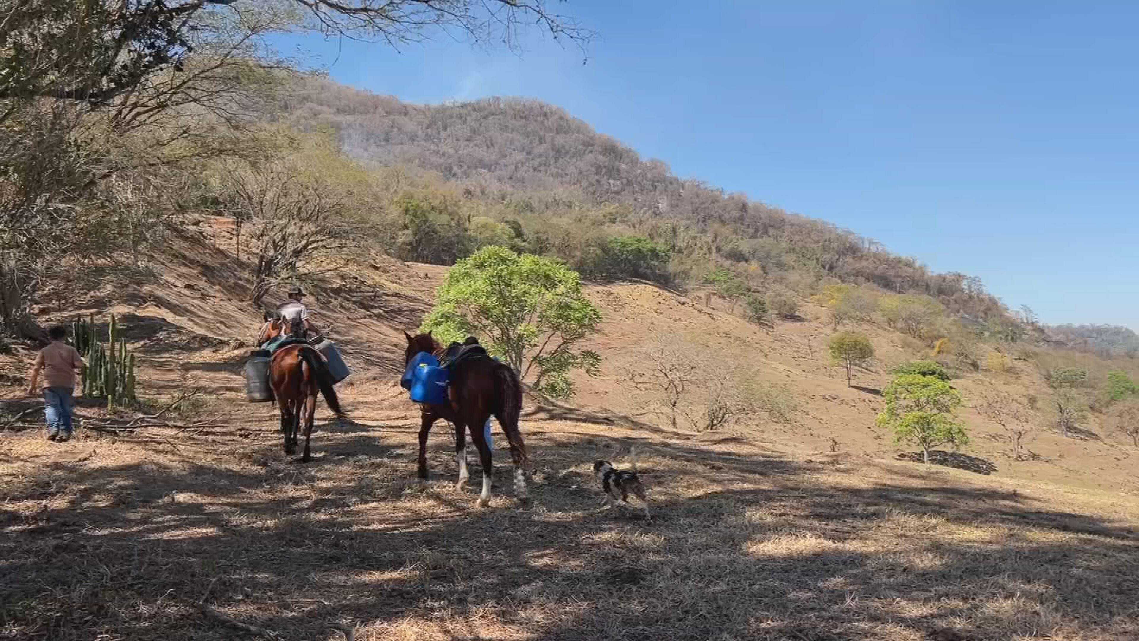 Incêndio no Morro de Bofete já dura dois dias e animais são usados para levar água a brigadistas
