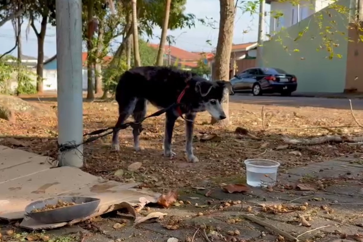 Cachorro é encontrado preso a poste em praça de São José dos Campos, no interior de SP; veja vídeo