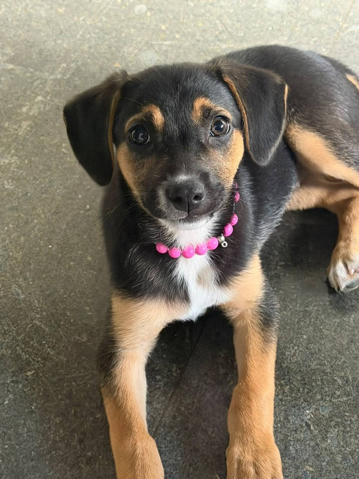Cachorra abandonada na Prefeitura de Rio Claro é adotada e vira companhia de servidores