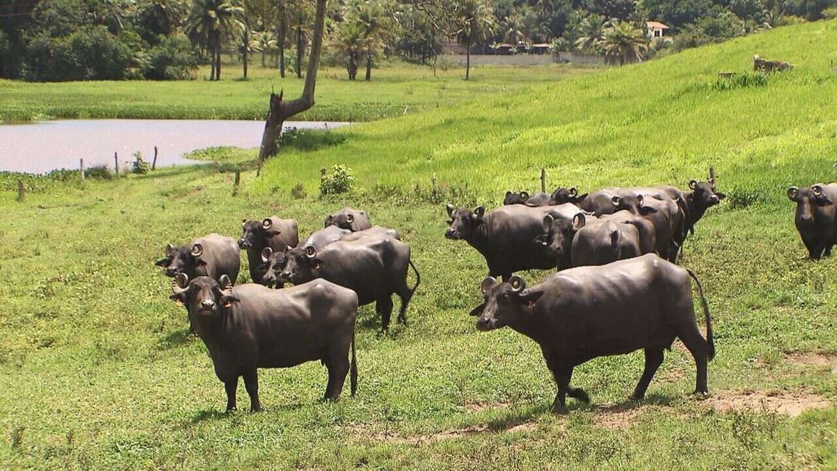 Leite de búfalas é fonte de renda em muitas propriedades de SP, Nosso  Campo