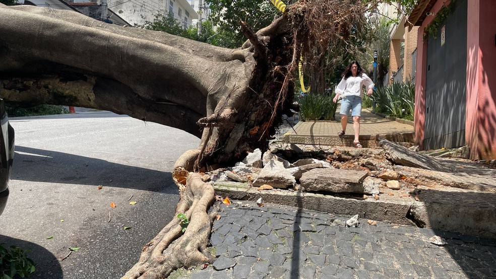 Árvore caída em São Paulo
