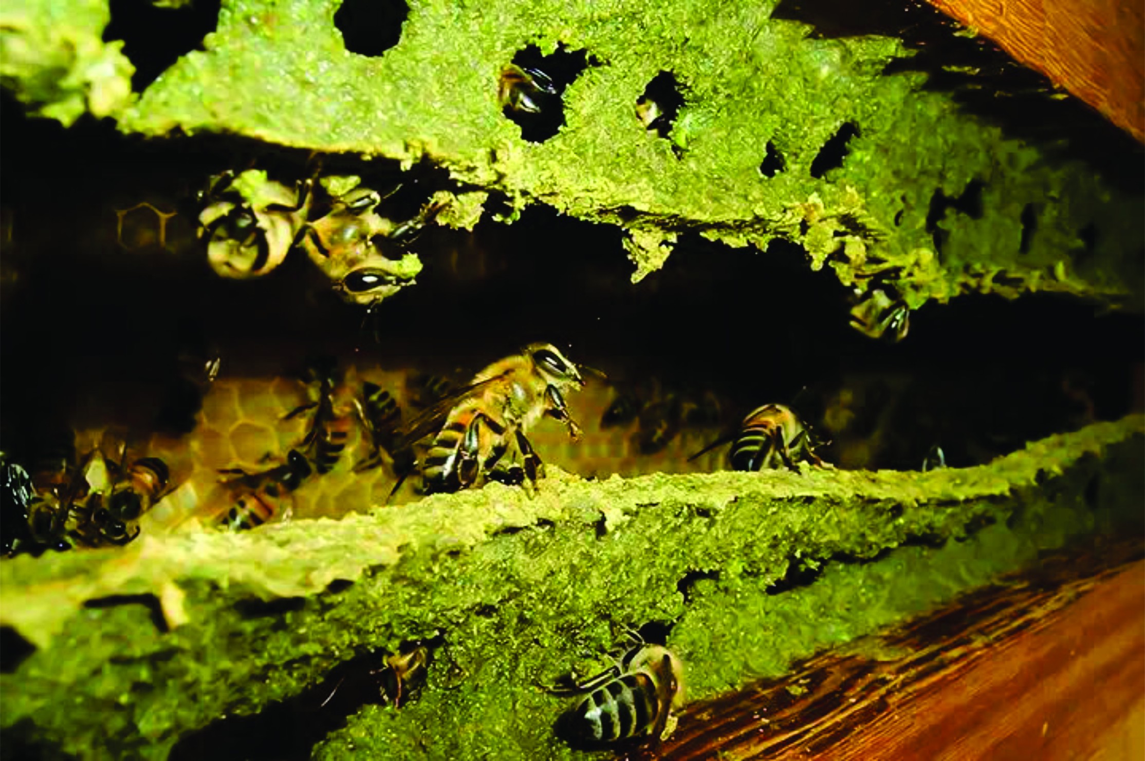 Própolis verde de Minas conquista Japão e Europa
