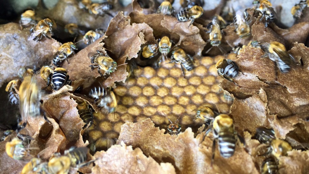 Colmeia de abelhas sem ferrão com crias (ovos) — Foto: Lílian Marques/ G1