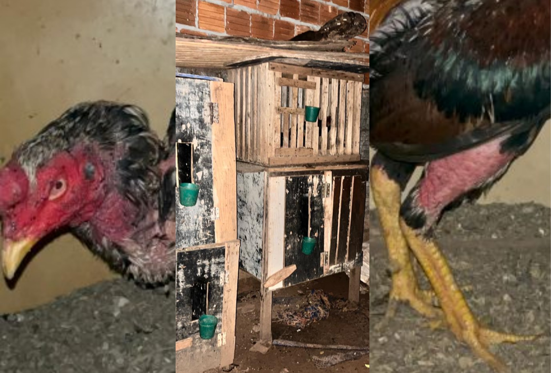 Polícia encontra 16 galos feridos e prende suspeito por rinha em Chapadão do Sul