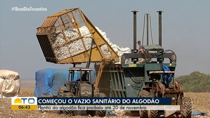 Período do vazio sanitário do algodão proíbe plantio até 20 de novembro no Tocantins