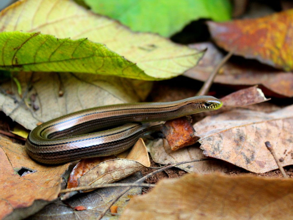 Parece cobra, mas é um lagarto - ((o))eco