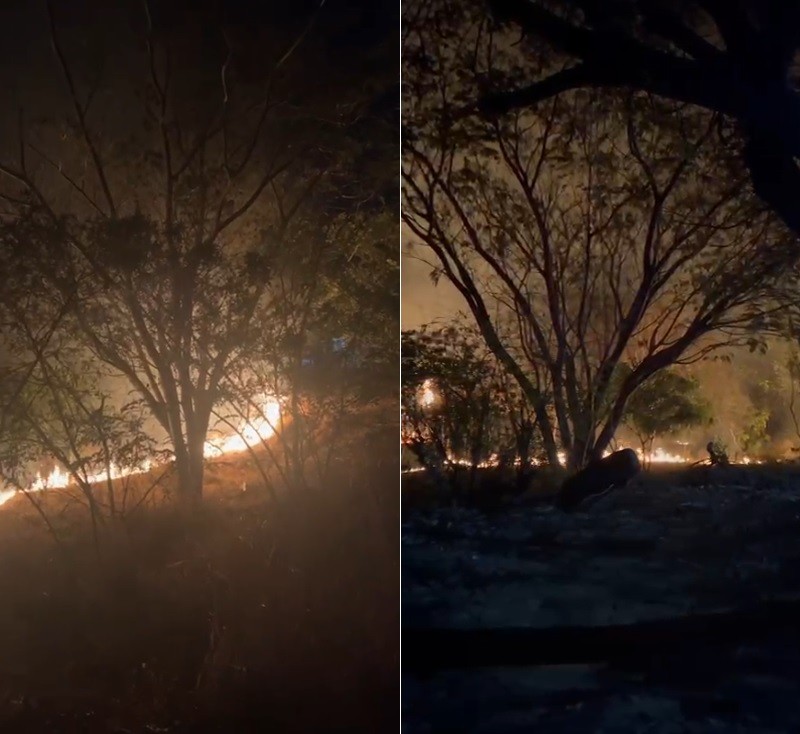 Incêndio atinge área de bambuzal no interior de SP 