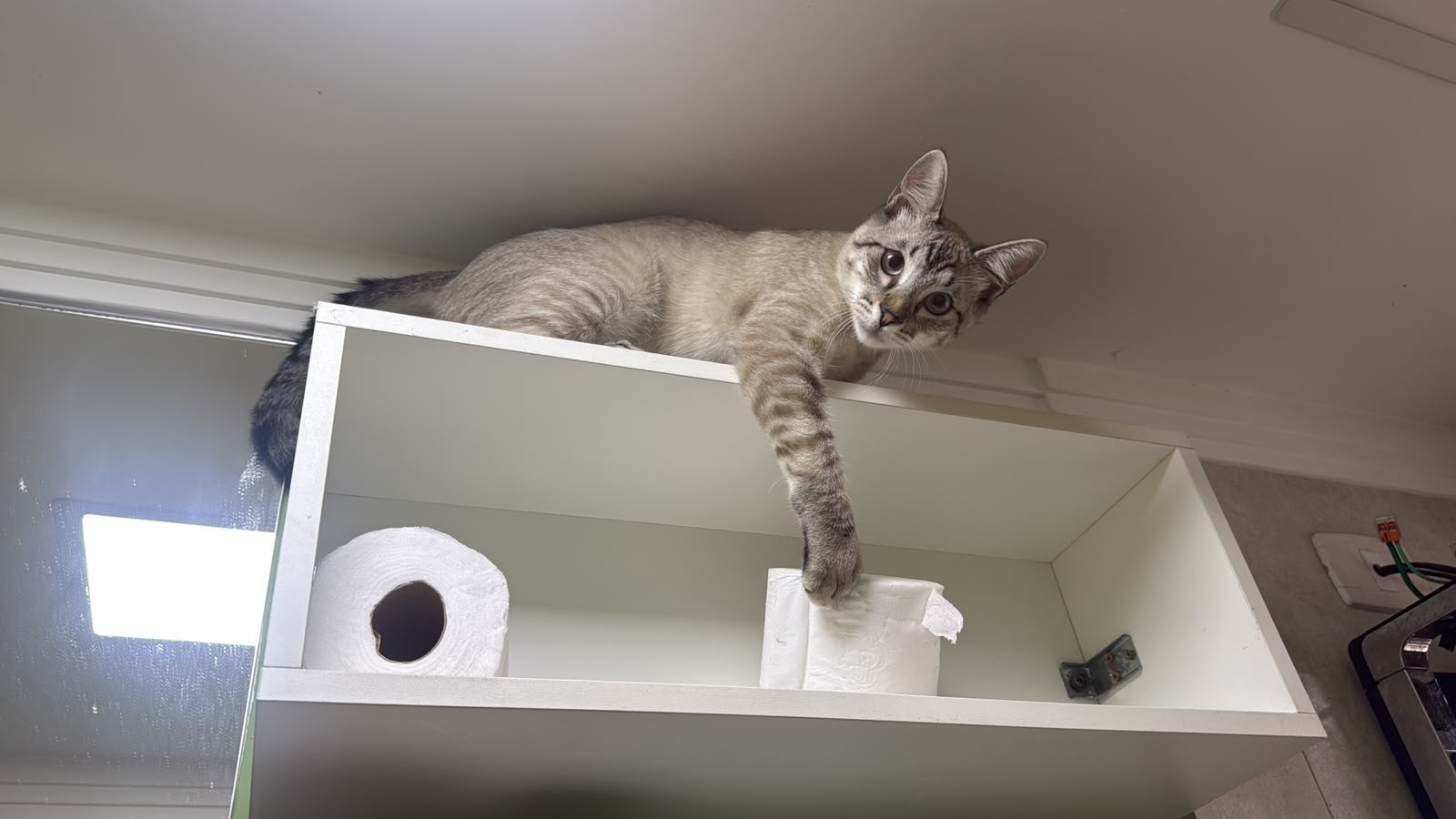 'Supino Miguel', 'Praliné' e 'Juma Elena': escolha do nome pode afetar o comportamento de pets; entenda 