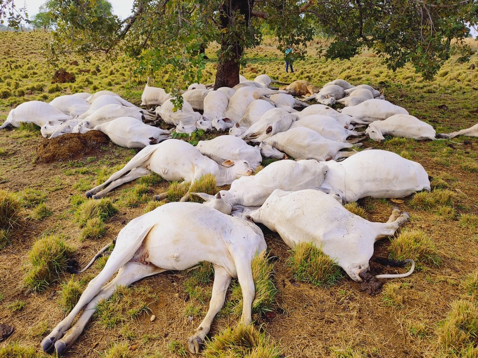 Gado morreu após queda de raio em Colméia, Goiás — Foto: Divulgação