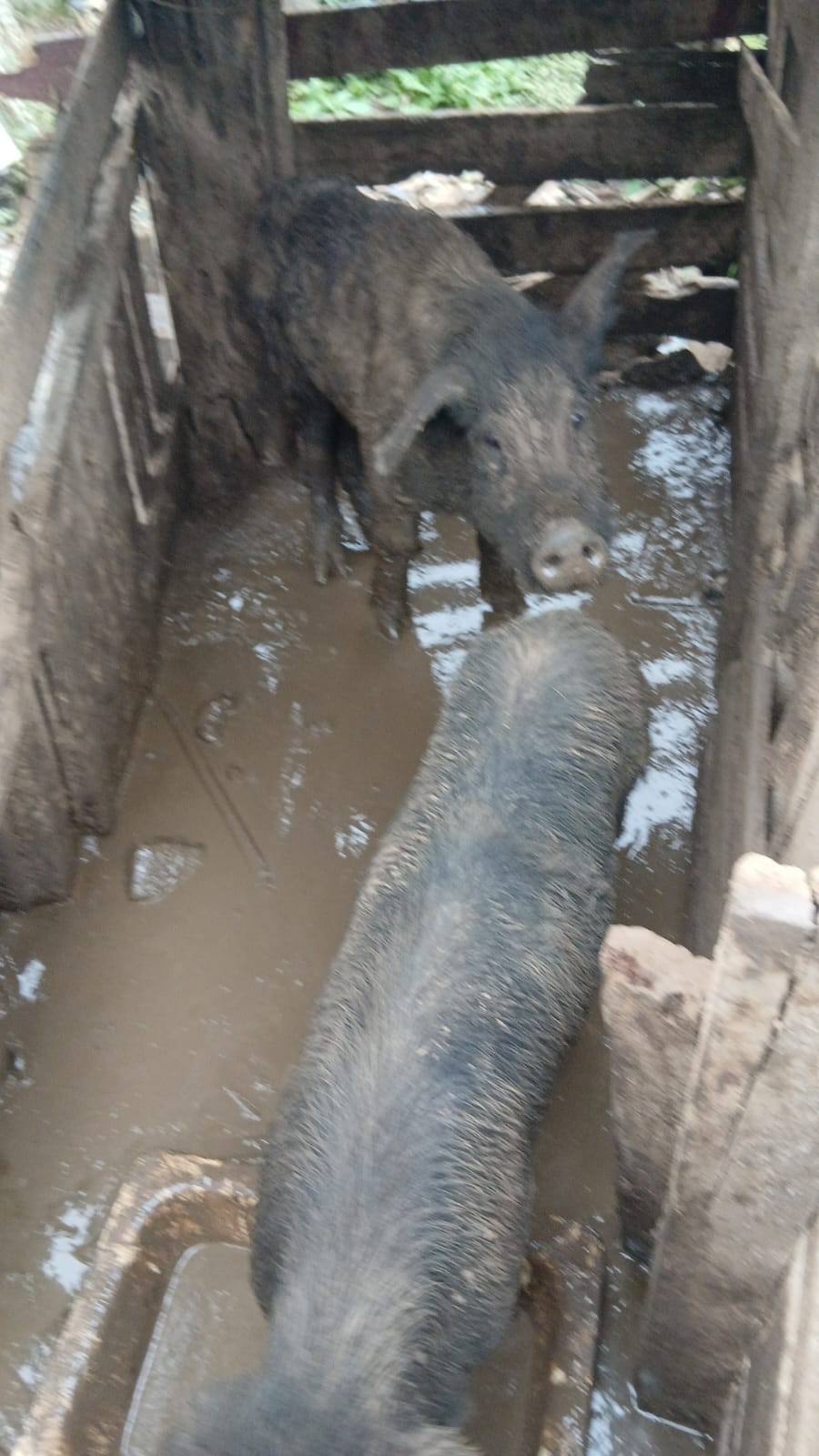 Nove animais em situação de maus-tratos são resgatados em Volta Redonda