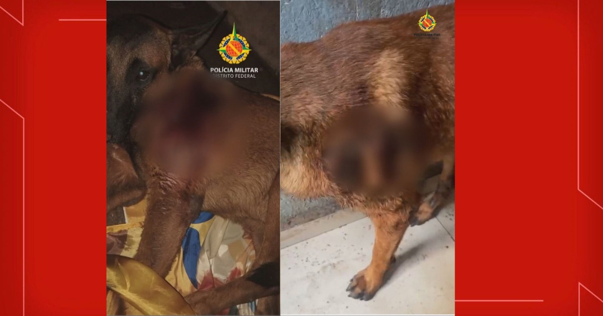 Adolescente de 16 anos é suspeito de esfaquear cachorro no DF