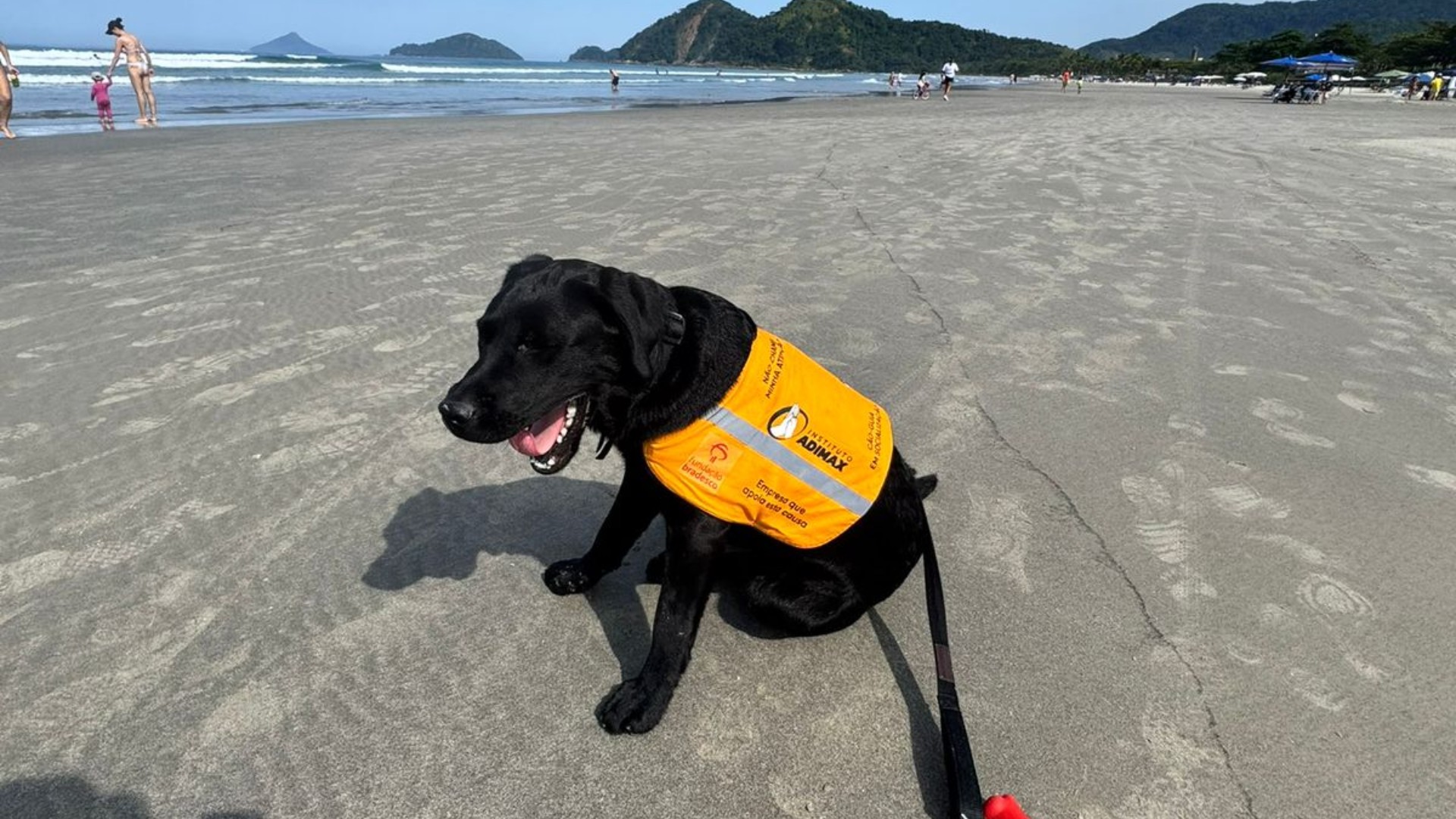 Tutora de cão-guia diz ter sido expulsa de praia em SP e desabafa nas redes sociais: 'Chamaram de imundo'