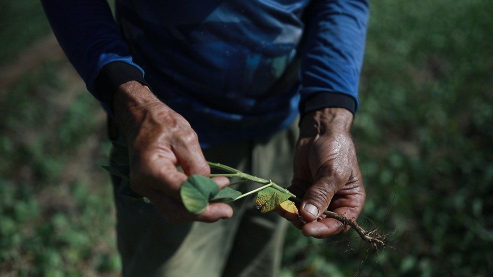 Estiagem prejudica a agropecuária em lavouras no RS — Foto: Reprodução/RBS TV