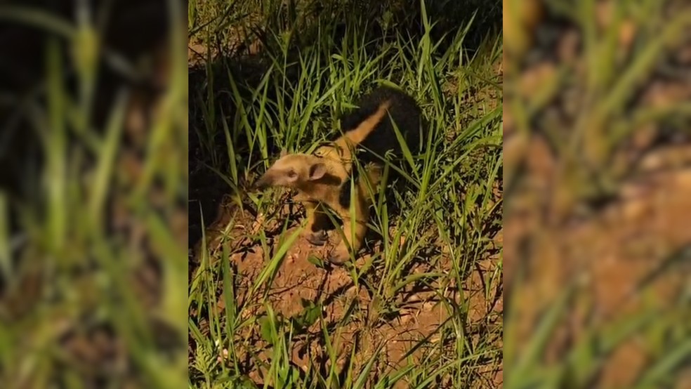 3 de 3
Tamandu&aacute;-mirim &eacute; encontrado pr&oacute;ximo de Avenida em Bauru (SP) &mdash; Foto: Arquivo pessoal