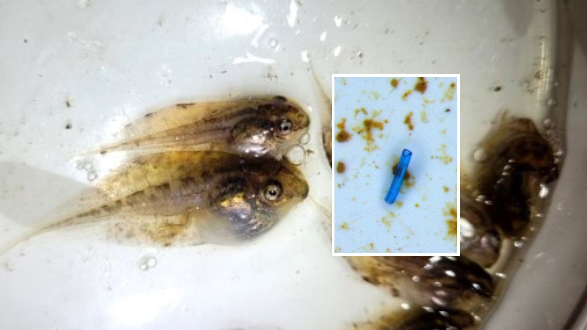 Microplásticos são encontrados em girinos da Amazônia pela 1ª vez nas Américas