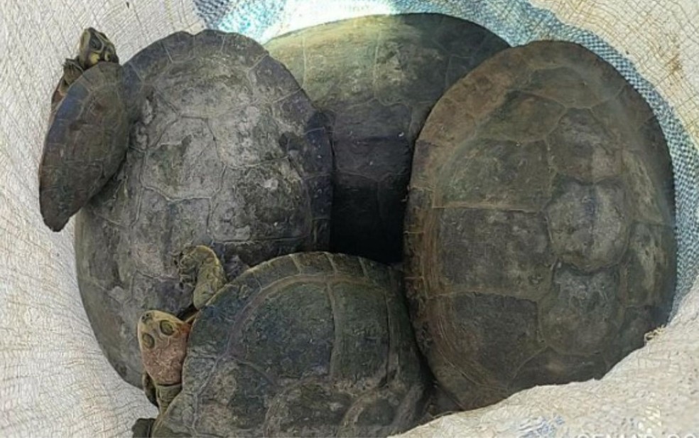 Tartarugas resgatadas durante fiscalização foram devolvidas para a natureza — Foto: Semad