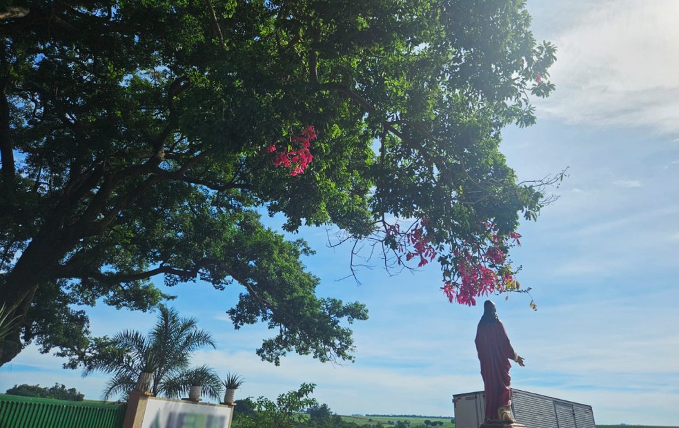 Paineira chama atenção após só florescer em cima de imagem do Sagrado Coração de Jesus, em Santa Cruz do Rio Pardo — Foto: Arquivo pessoal