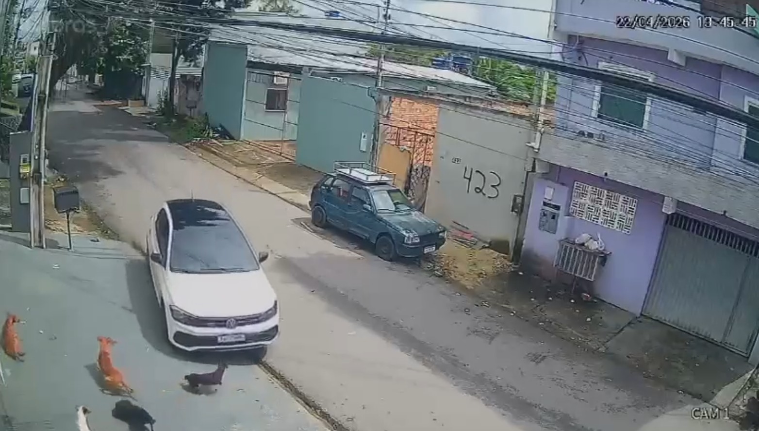 Motorista invade calçada para atropelar cachorros em Manaus; VÍDEO