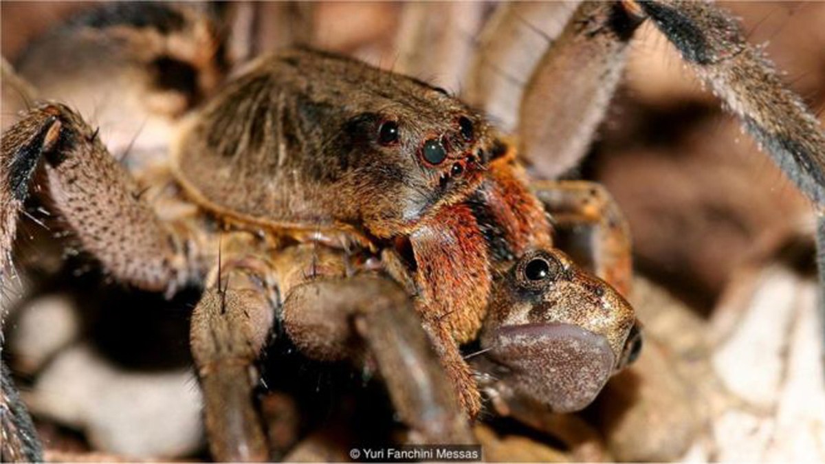 Aranha gigante carrega rato para ser seu almoço