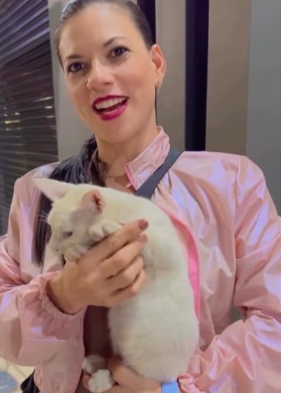 Após chute, gato é adotado por mulher que o defendeu em vídeo viral no PA