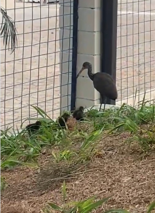 Carão é flagrado com cinco filhotes em plena área urbana em Indaiatuba, SP