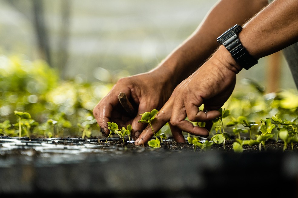 Empresa brasileira re.green trabalha com toda a cadeia de restauração, desde a coleta das sementes até a comercialização do crédito de carbono. — Foto: Divulgação/re.green