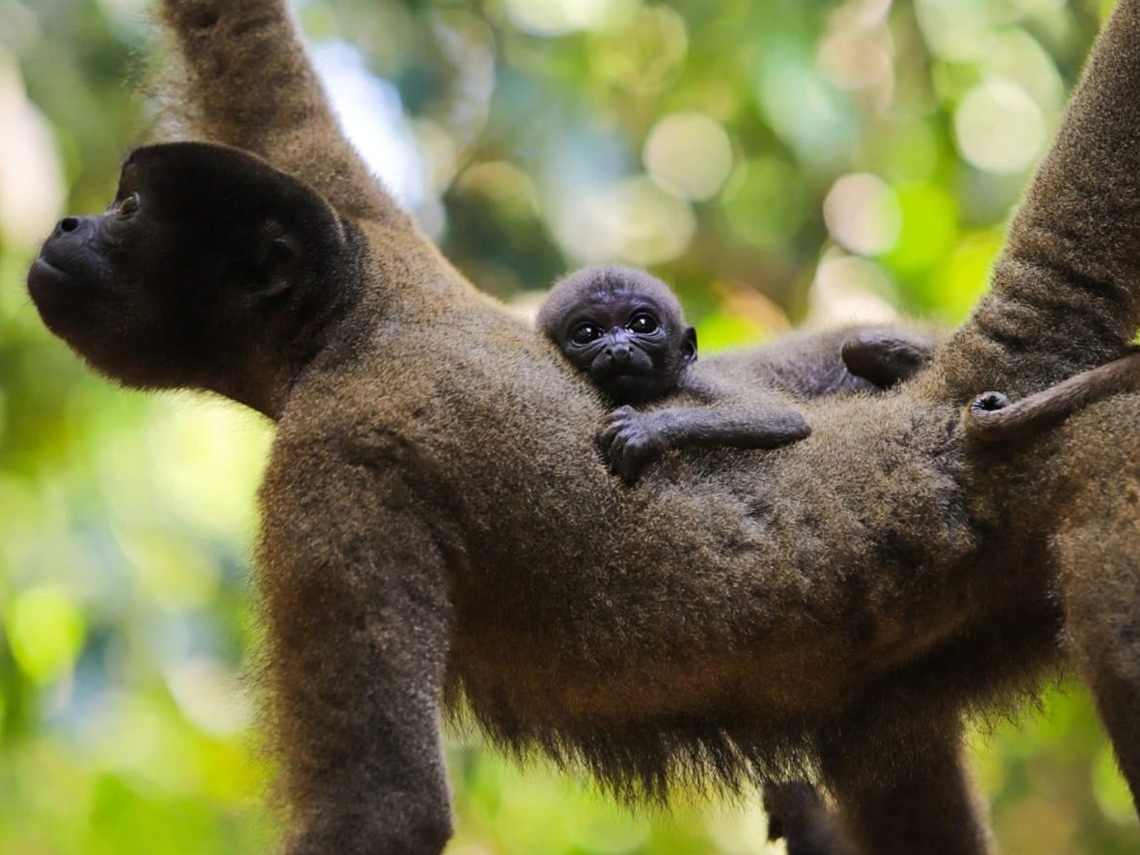 Macaco-barrigudo que nasceu em parque ambiental do AC pode ter nome escolhido pelo público