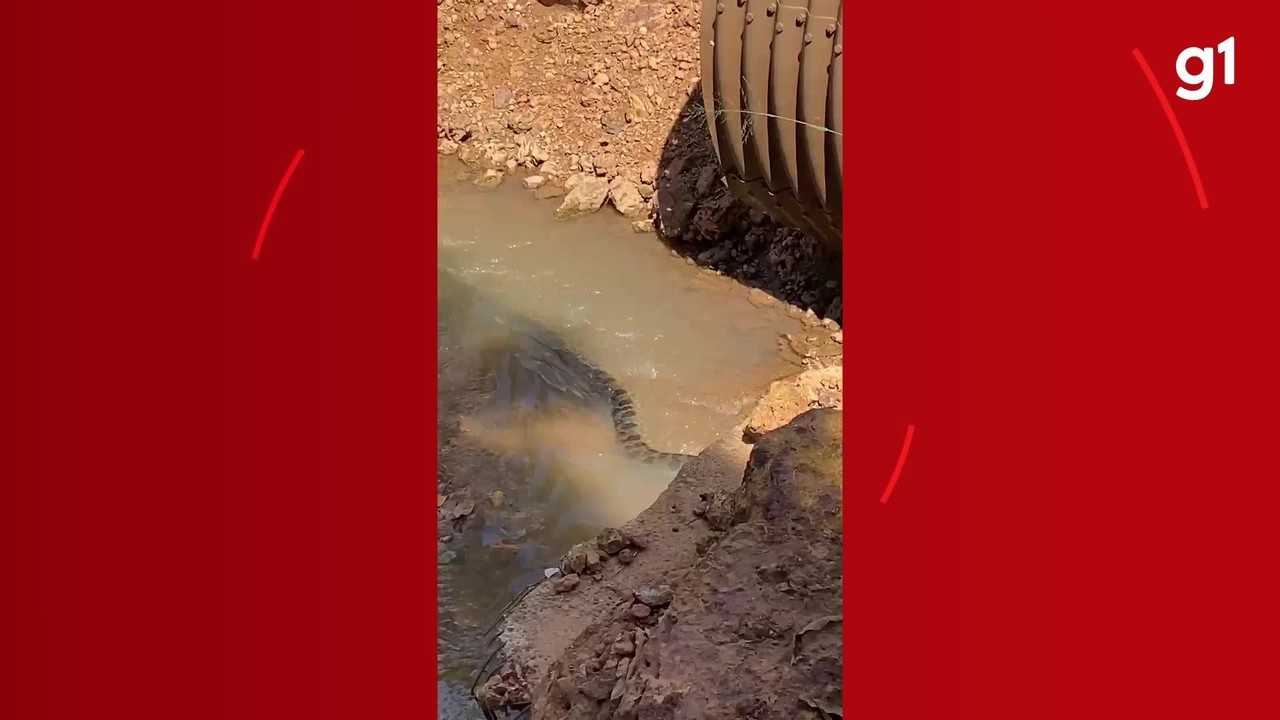 Morador flagra sucuri de 3 metros em córrego de Porto Velho: 'desde ano passado ela já apareceu duas vezes'