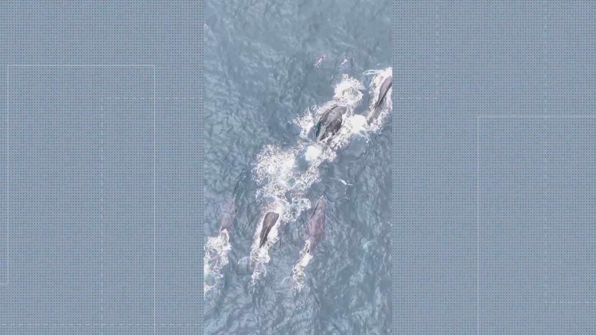 Baleias interagem com golfinhos no litoral do RJ; veja imagens