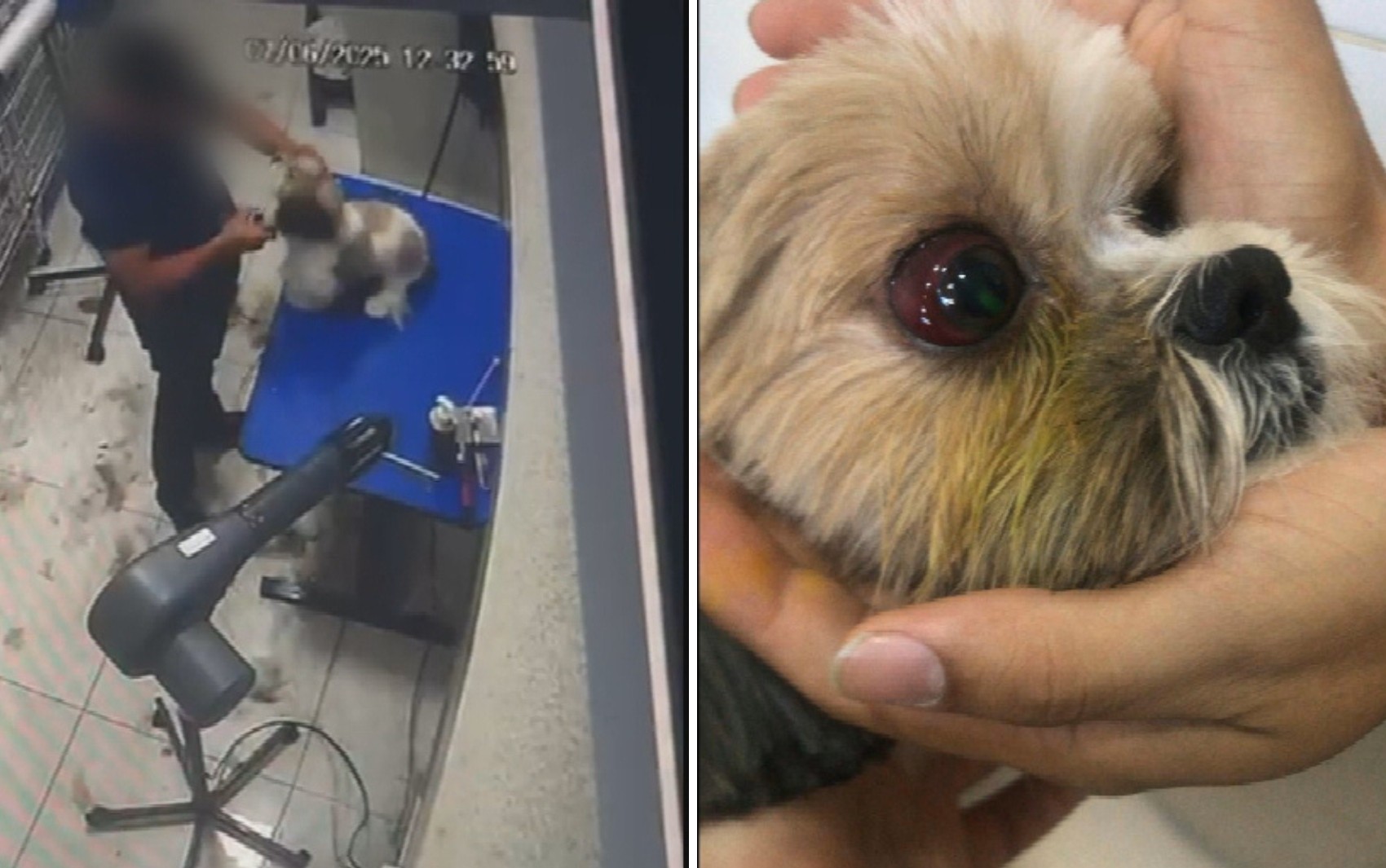 VÍDEO: Cadela é agredida durante tosa em pet shop de Aparecida de Goiânia 