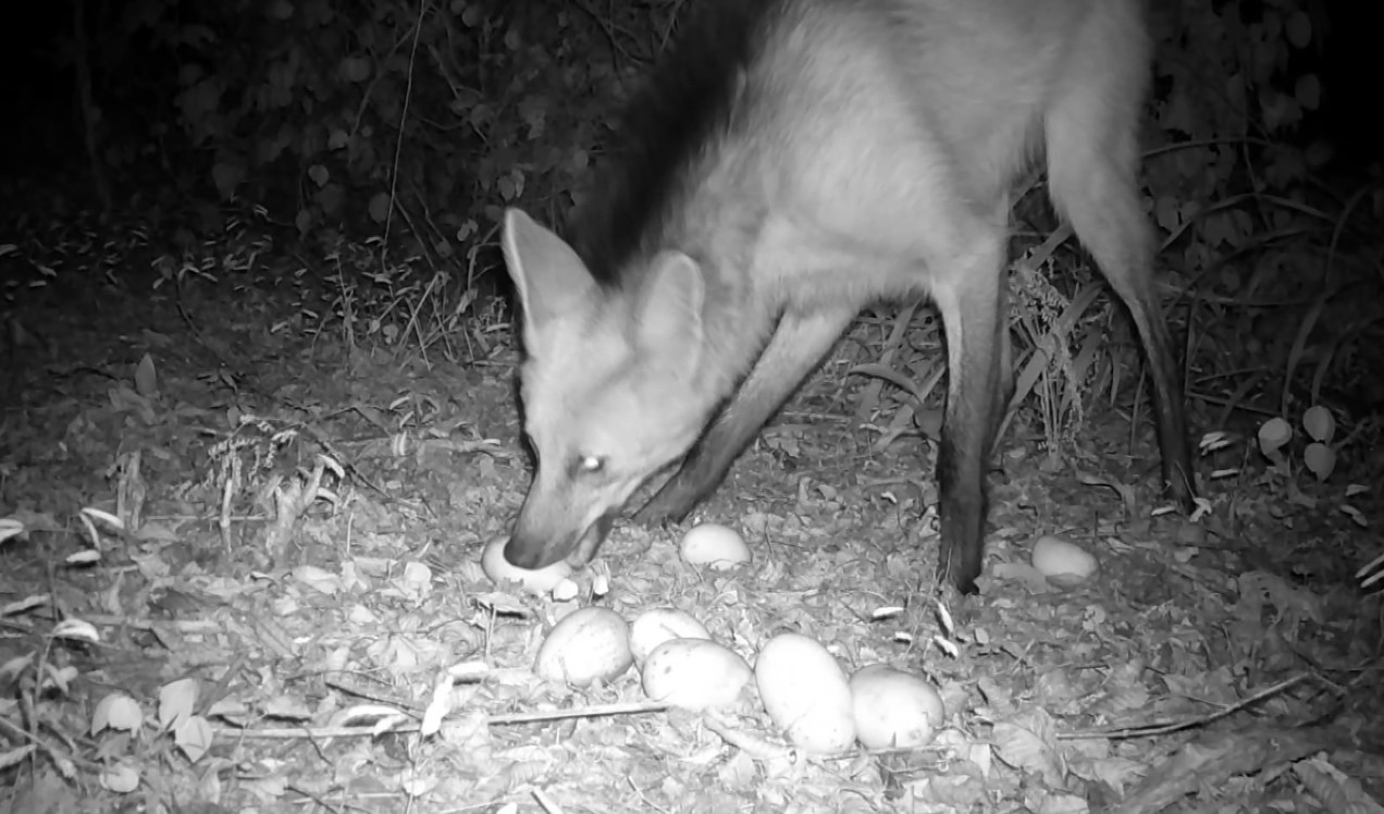 Lobo-guará, onça, veado: tecelão instala câmeras e ‘captura’ animais perto de área urbana no interior de SP