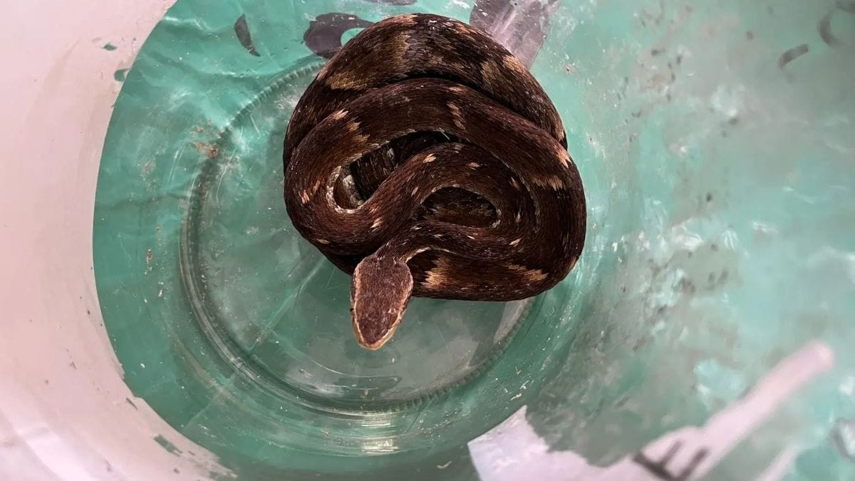 Jararaca dentro de saco de lixo assusta trabalhadores de cooperativa de reciclagem em SC