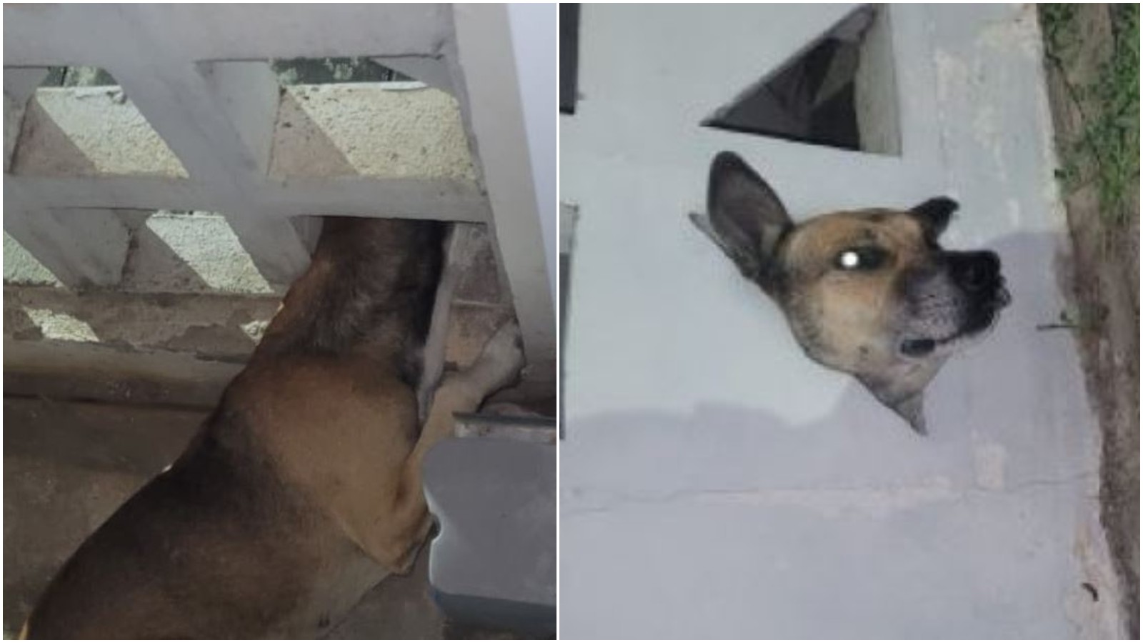 Cão é resgatado pelos bombeiros após ficar com a cabeça presa em cobogó no Ceará; vídeo