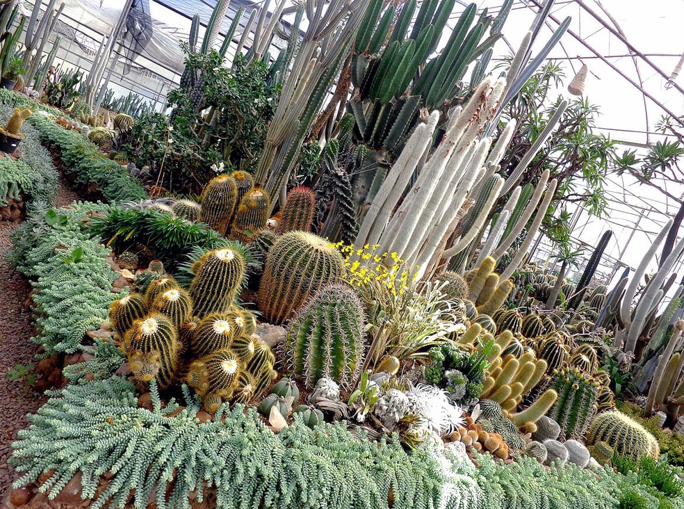 Cactrio Horst, em Imigrante, o maior espao de cultivo de cactos na Amrica Latina — Foto: Cactrio Horst/Divulgao