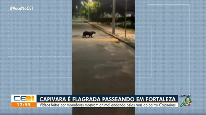 Capivara é flagrada correndo na rua em bairro da zona Oeste de Franca; VÍDEO