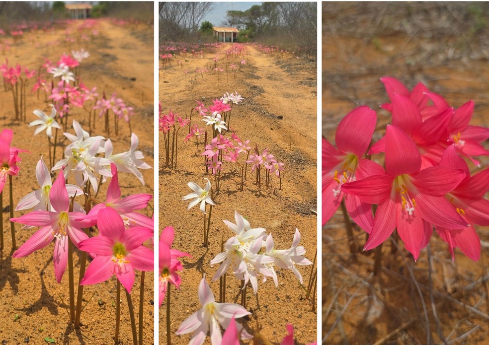 Terreno ganhou centenas de flores em tons de rosa, branco e alaranjado — Foto: Reprodução/Ciel do Sertão
