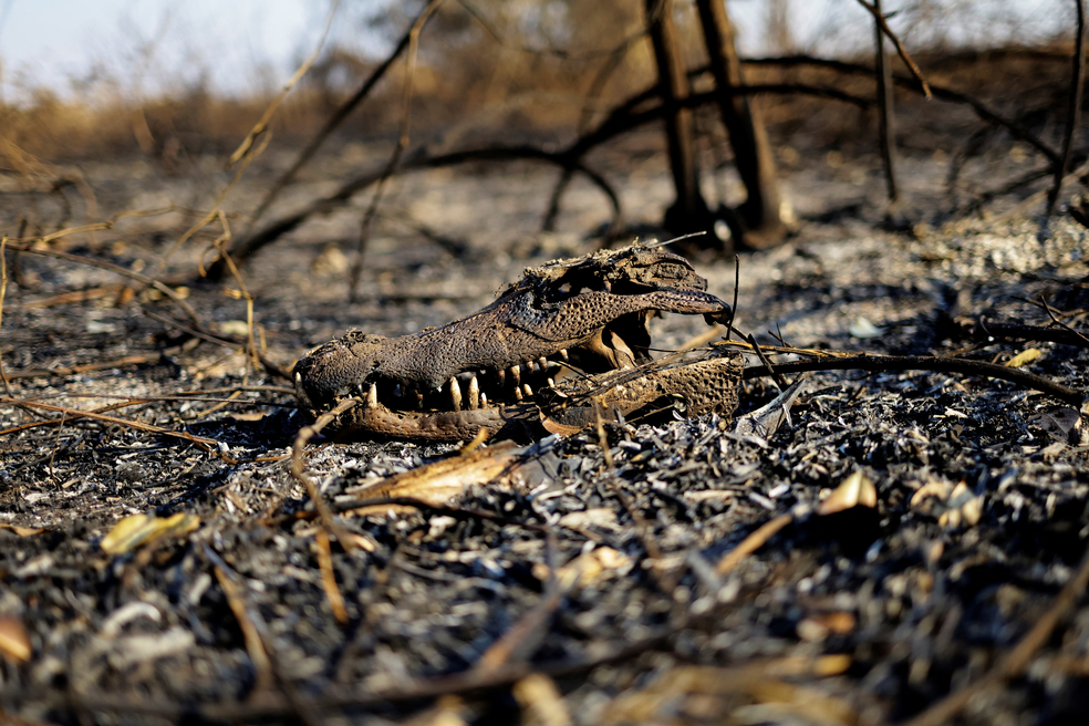 Queimadas no Pantanal, crânio de crocodilo queimado é visto em Corumbá (Mato Grosso do Sul), em 10 de junho de 2024. — Foto: REUTERS/Ueslei Marcelino