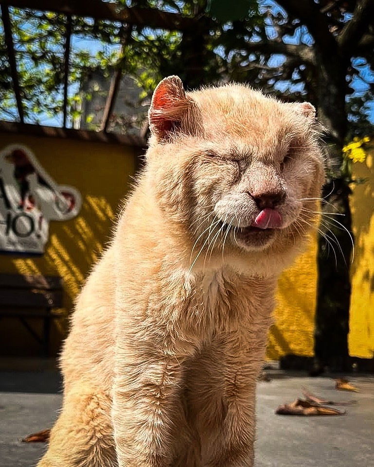 Negligência, maus-tratos e leis falhas refletem cenário de abandono de animais, aponta presidente de Instituto