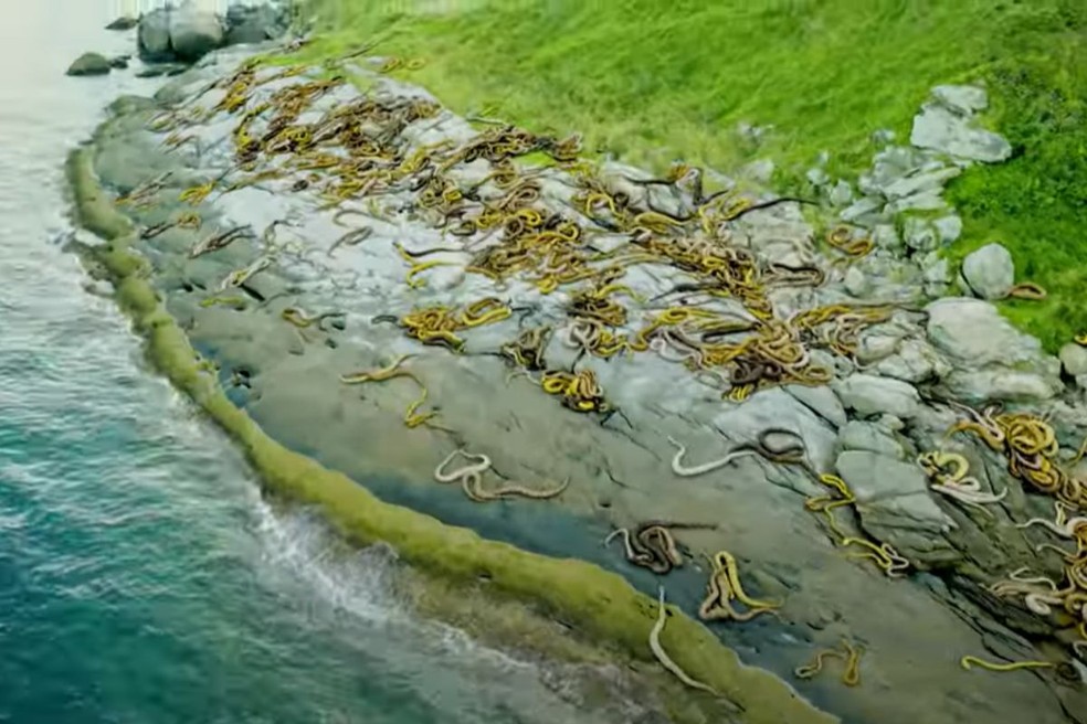  ATENÇÃO: As serpentes da foto foram colocadas com edição pelo MrBeast. Ilha das Cobras está localizada entre Itanhaém e Peruíbe, no litoral paulista. — Foto: Reprodução/YouTube