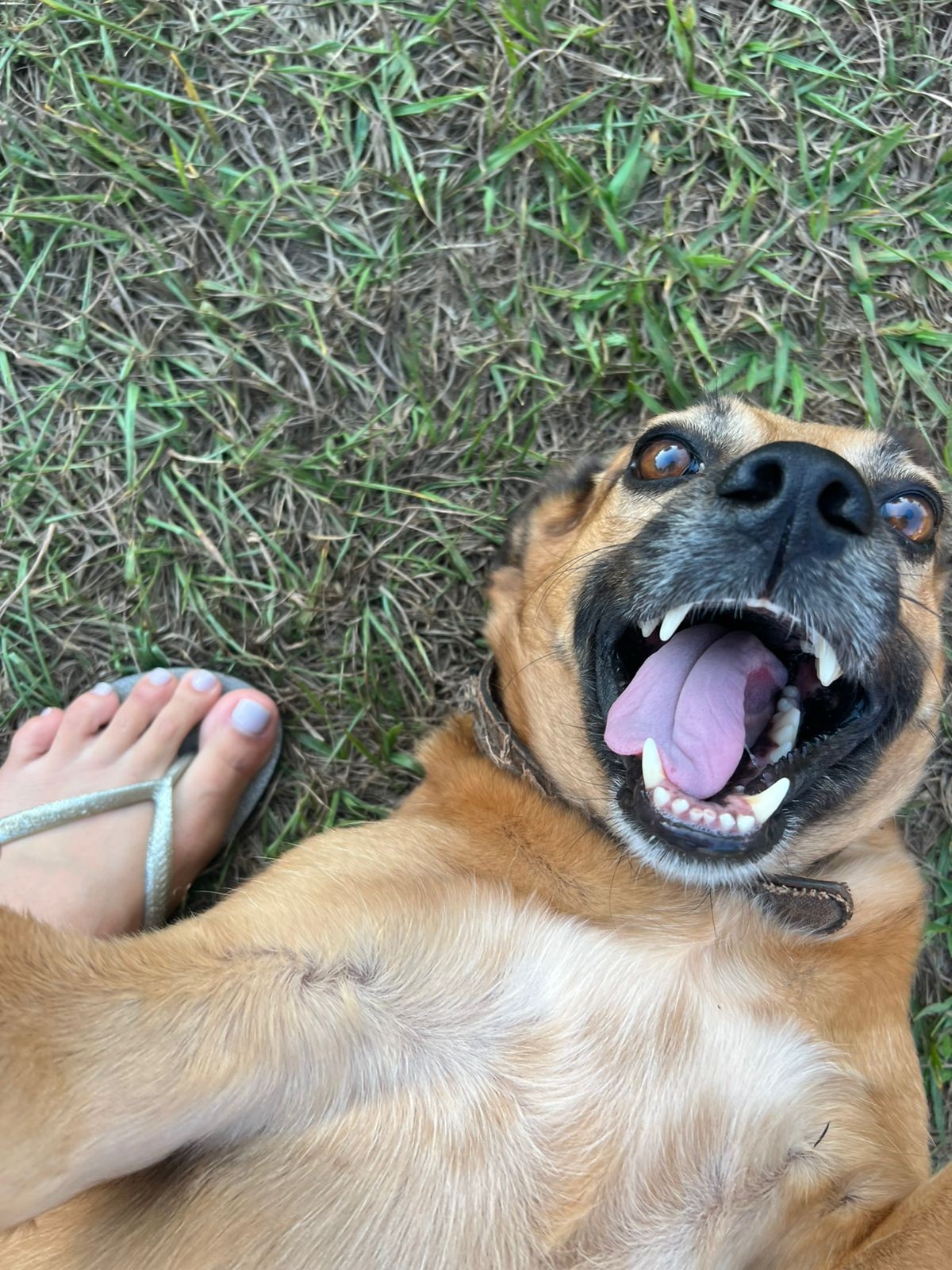 Jovem de 24 anos é preso suspeito de matar cachorro com espingarda de pressão em MT