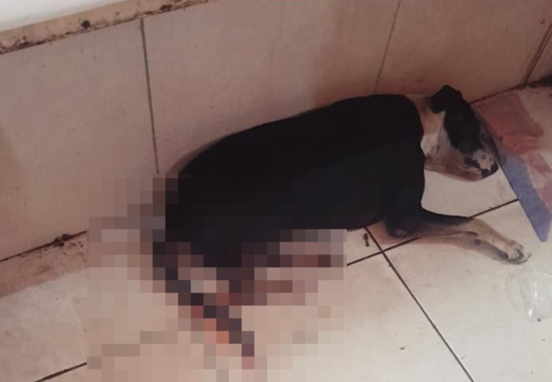 Cachorro é esfaqueado em mercado público de Parnaíba, no litoral do Piauí