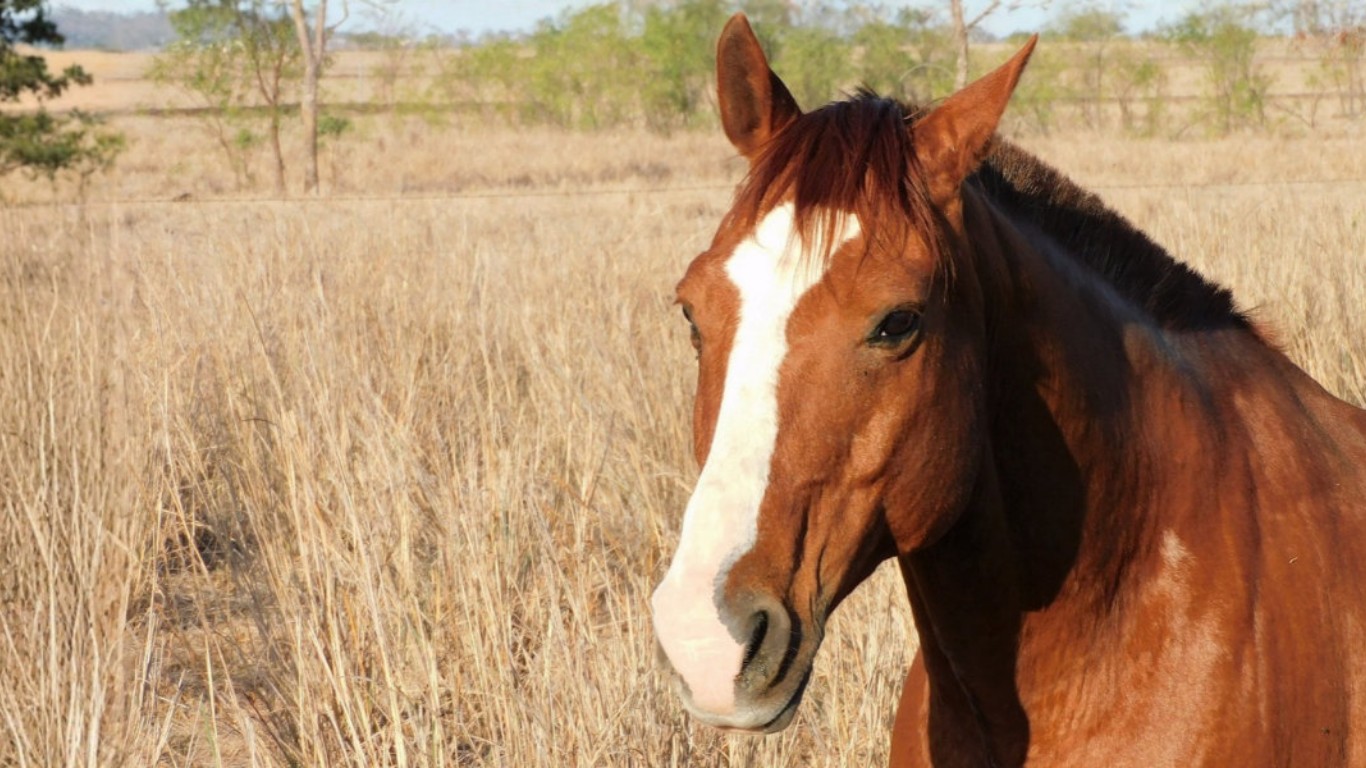 Cavalos voltam a ser reconhecidos como seres capazes de sentir emoções em SC; entenda 