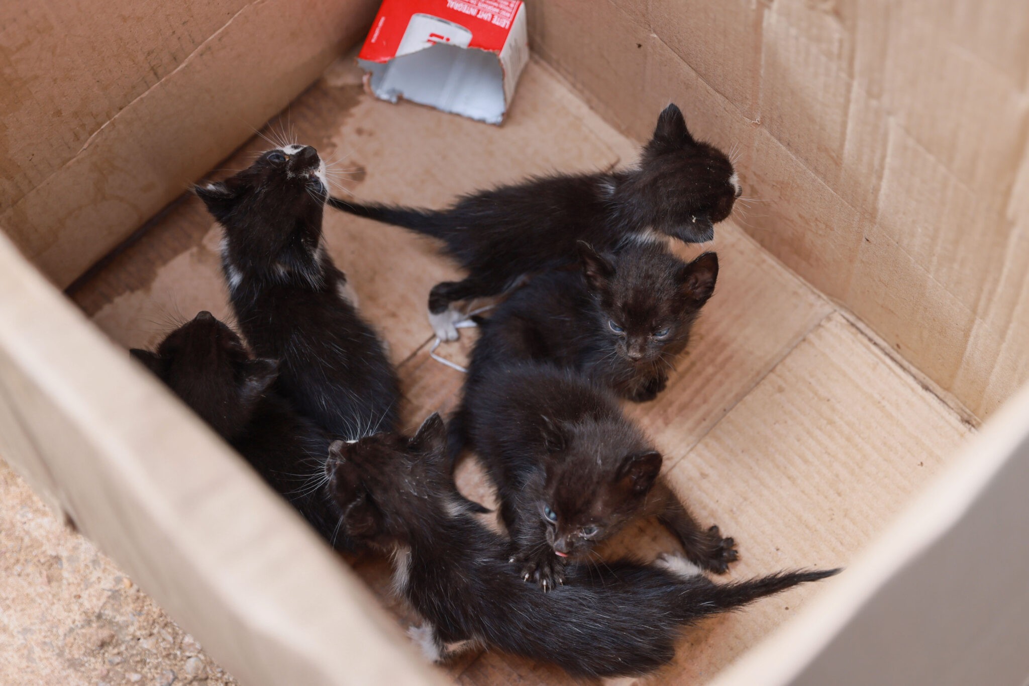 Filhotes de gato abandonados em lote baldio são resgatados pela Guarda ...