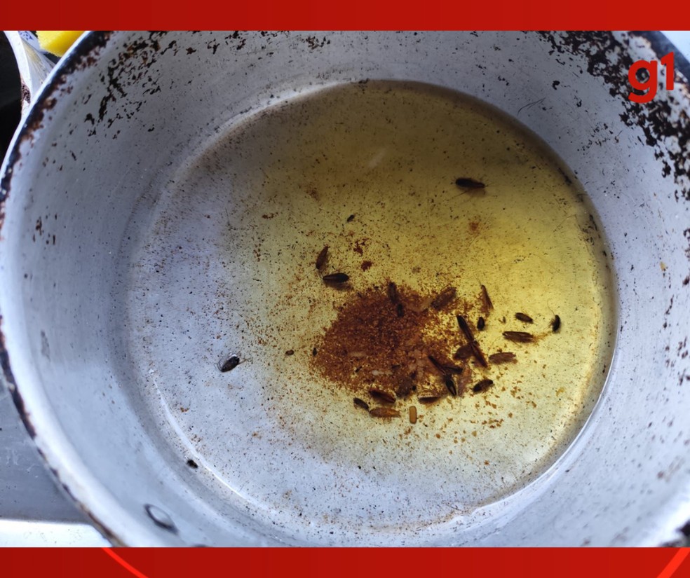 Ônibus estava infestado de baratas e os trabalhadores estavam sem condições mínimas de higiene — Foto: Superintendência Regional do Trabalho de Mato Grosso