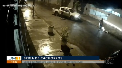 Adestrador explica maneira segura reagir a uma briga entre animais